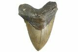 Huge, Fossil Megalodon Tooth - North Carolina #346336-1